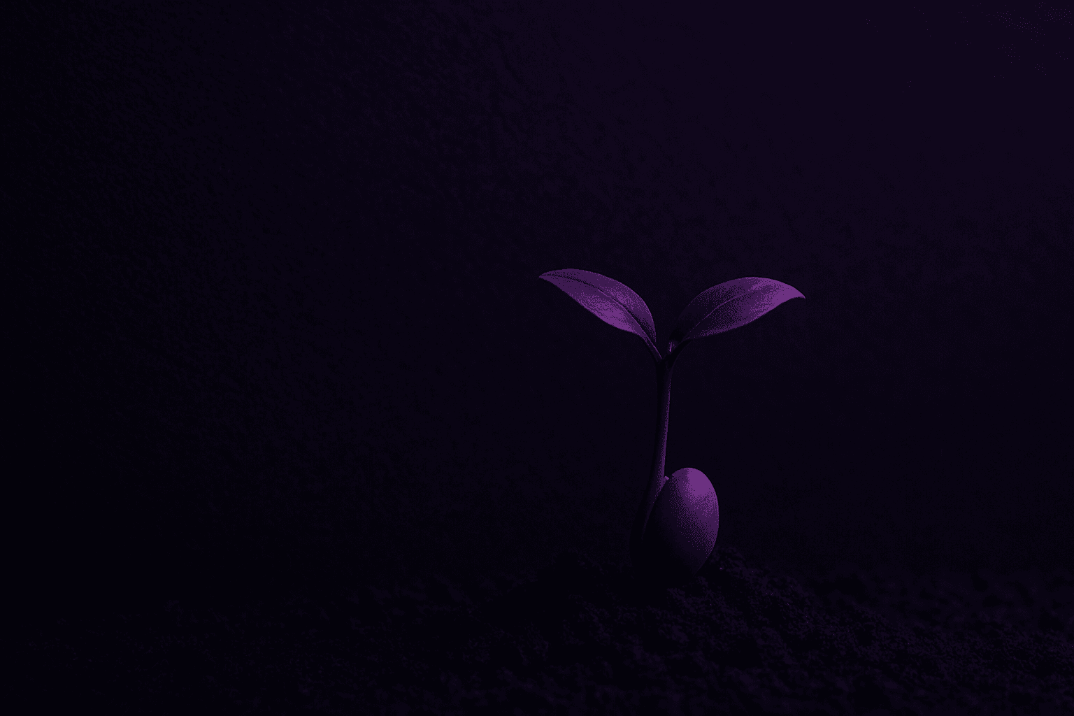 Seed symbolizing the potential of a Minimum Viable Product